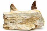 Mosasaur Jaw Section with Two Teeth - Morocco #225280-1